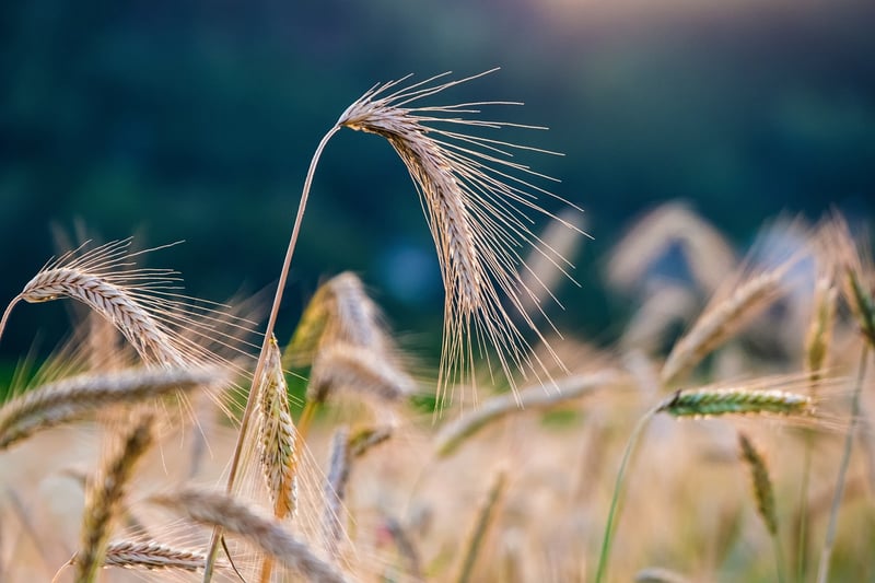 Sustainable Crops